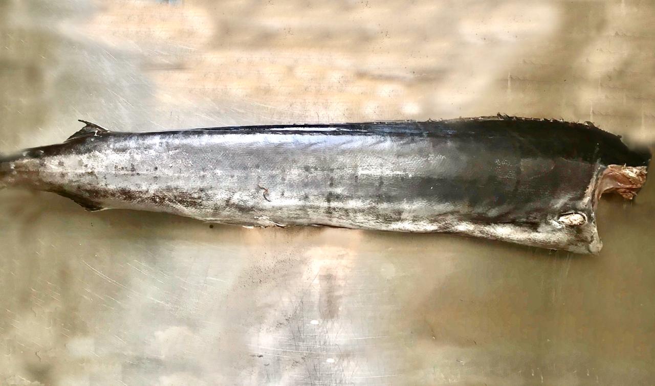 Indo-Pacific sailfish
